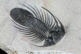 Bargain, Kolihapeltis Trilobite - Long Spines #72891-2
